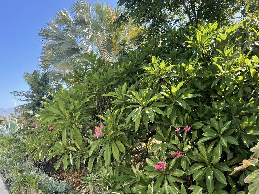 Local landscape design in Diamond Bar, CA - Lucille's Landscaping