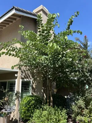 Lucille's Landscaping