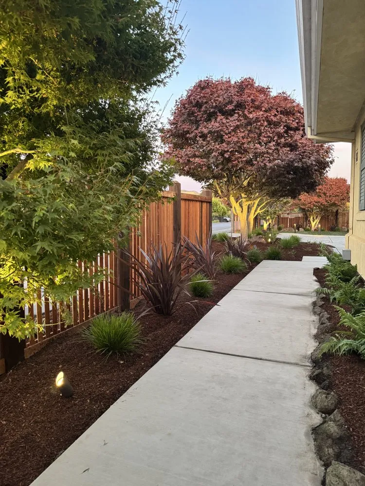 Trusted yard cleanup service experts serving San Rafael, CA - Lucio Landscape Construction