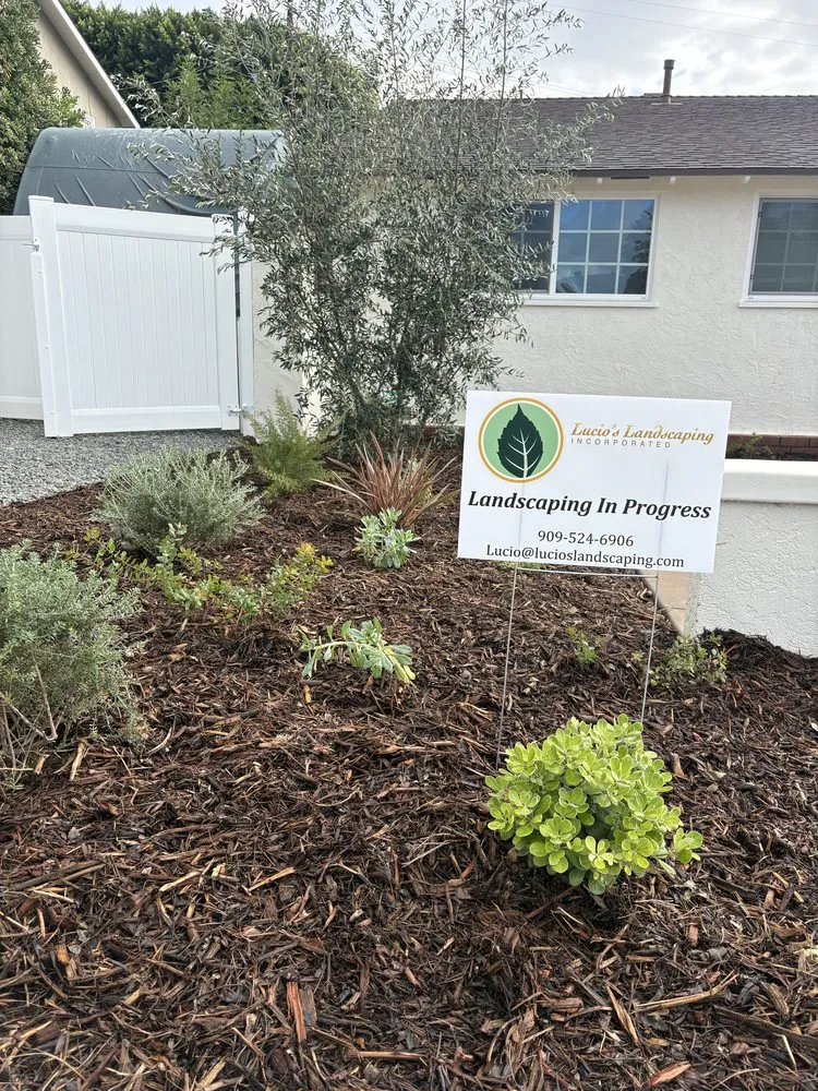 Top-rated yard cleanup service experts serving Ontario, CA - Lucios Landscaping Services