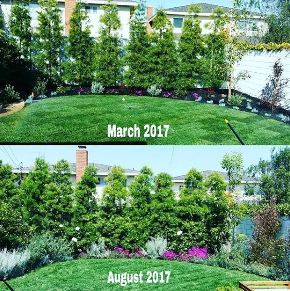 Custom yard maintenance experts serving Torrance, CA - Lucky 7 Landscapes