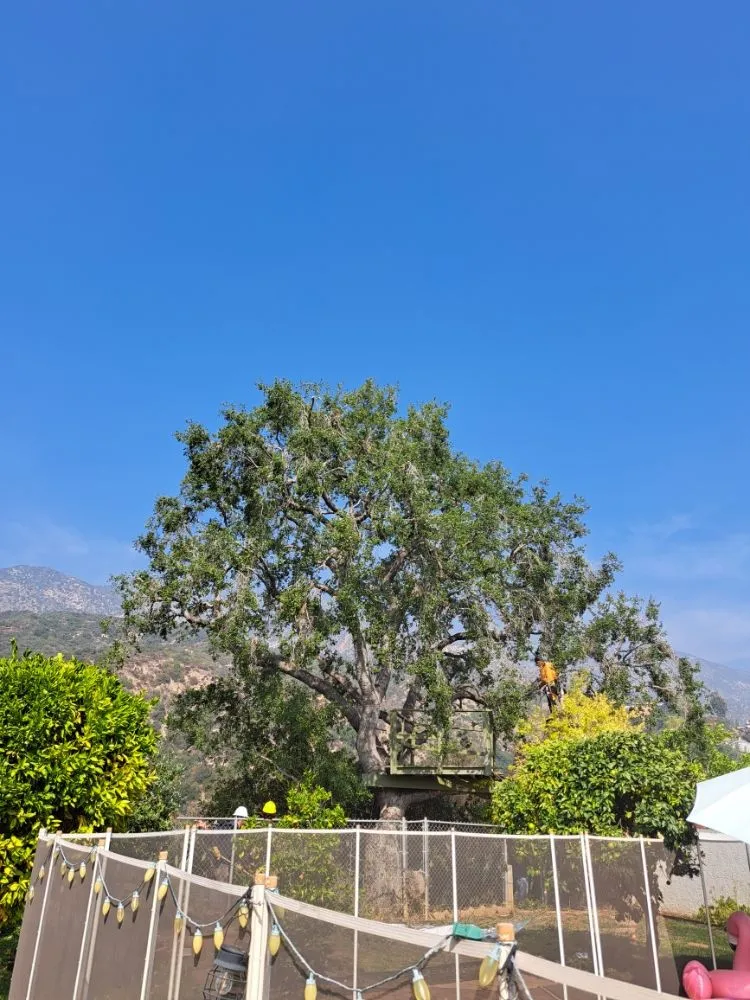 Affordable garden landscaping for residential properties across Covina, CA - Lucky 7 Tree Services
