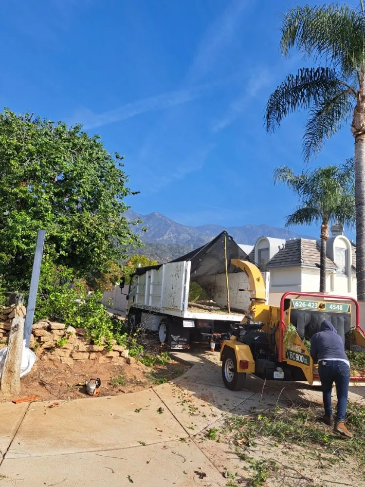 Expert yard maintenance experts serving Covina, CA - Lucky 7 Tree Services