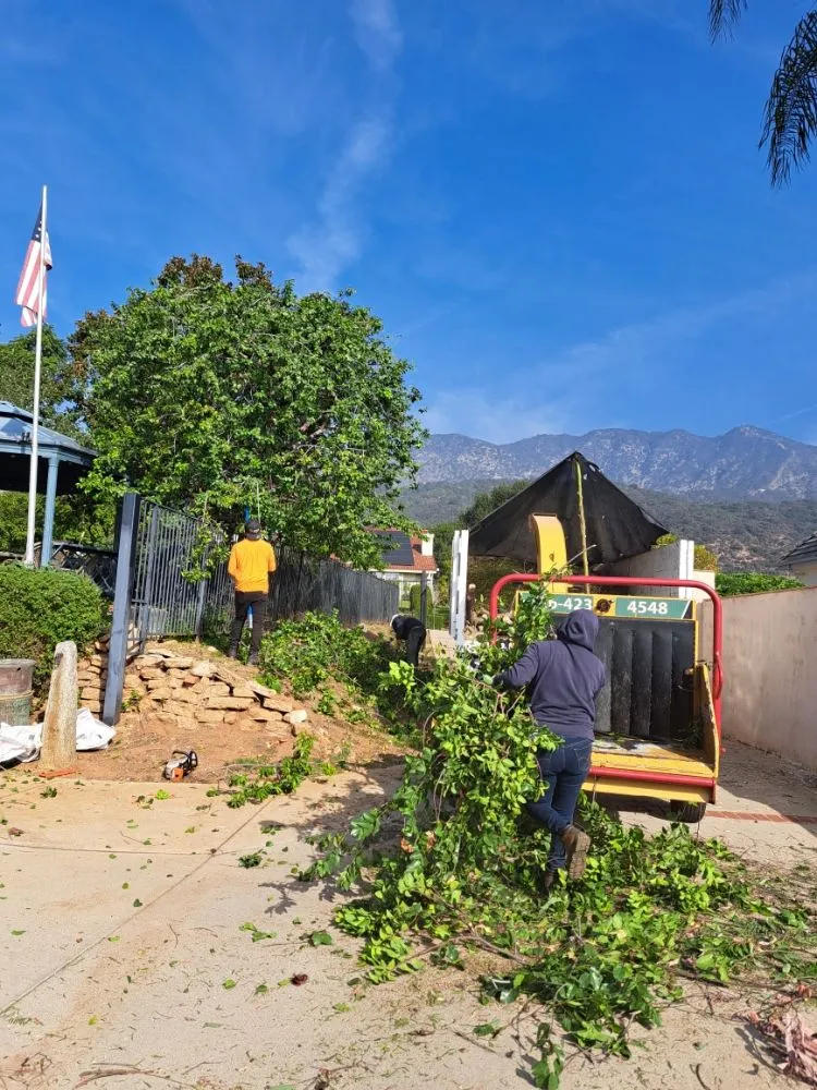 Trusted yard maintenance with custom design in Covina, CA by Lucky 7 Tree Services