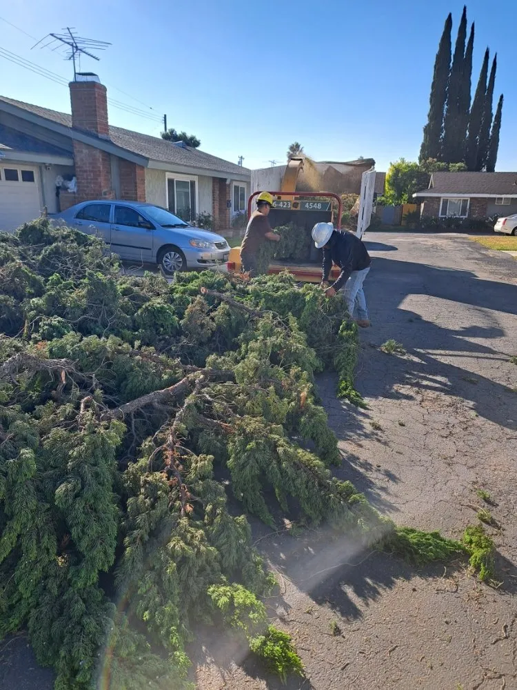 Expert garden landscaping for beautiful yards across Covina, CA - Lucky 7 Tree Services