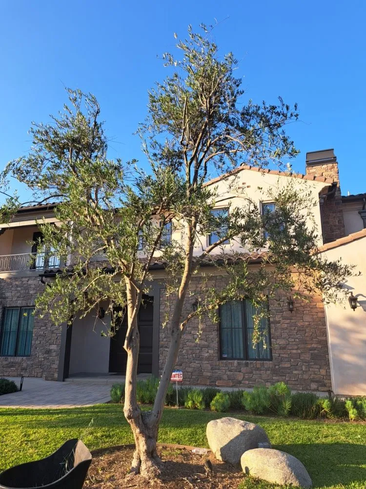 Trusted landscaping services for residential properties in Covina, CA by Lucky 7 Tree Services