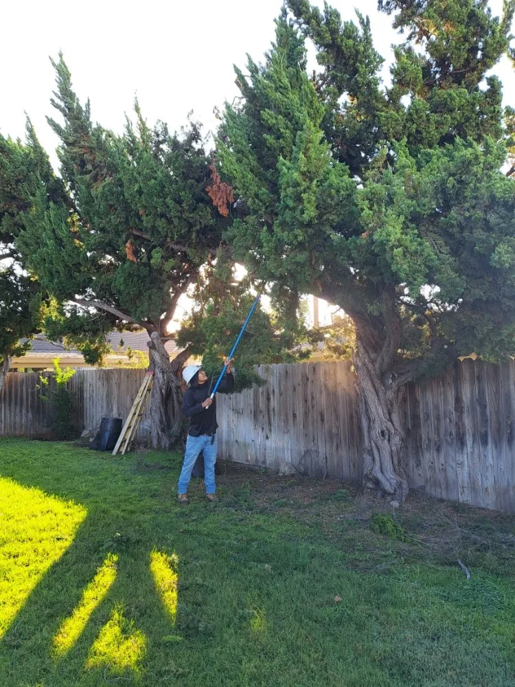Expert landscape installation for year-round maintenance across Covina, CA - Lucky 7 Tree Services