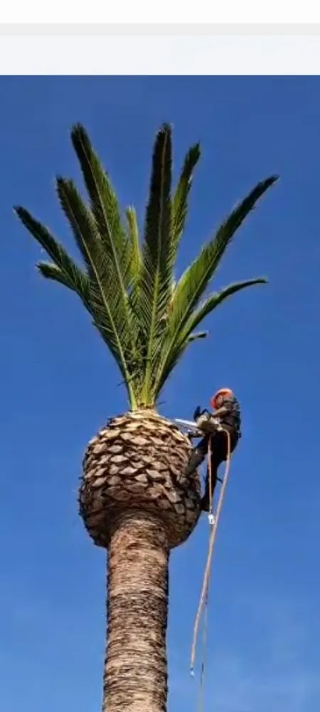 Local yard maintenance in Covina, CA by Lucky 7 Tree Services