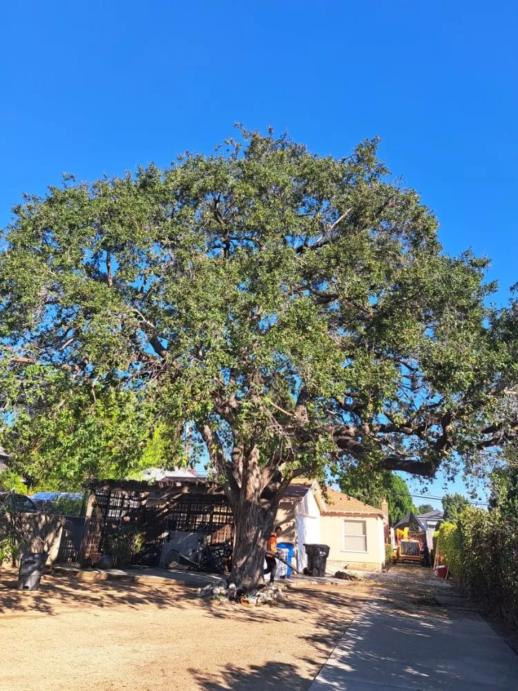 Expert landscaping services for homes across Covina, CA - Lucky 7 Tree Services