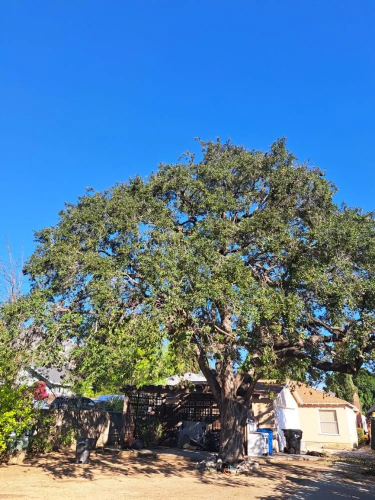 Affordable garden landscaping for year-round maintenance across Covina, CA - Lucky 7 Tree Services