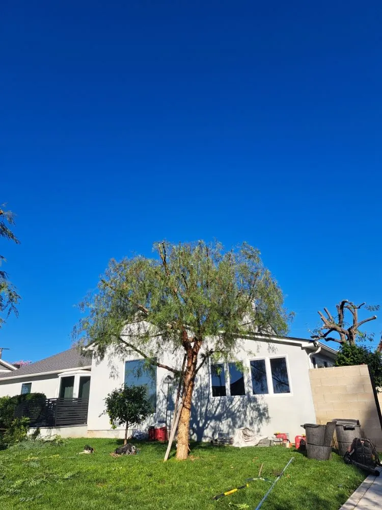 Professional landscaping services in Covina, CA by Lucky 7 Tree Services