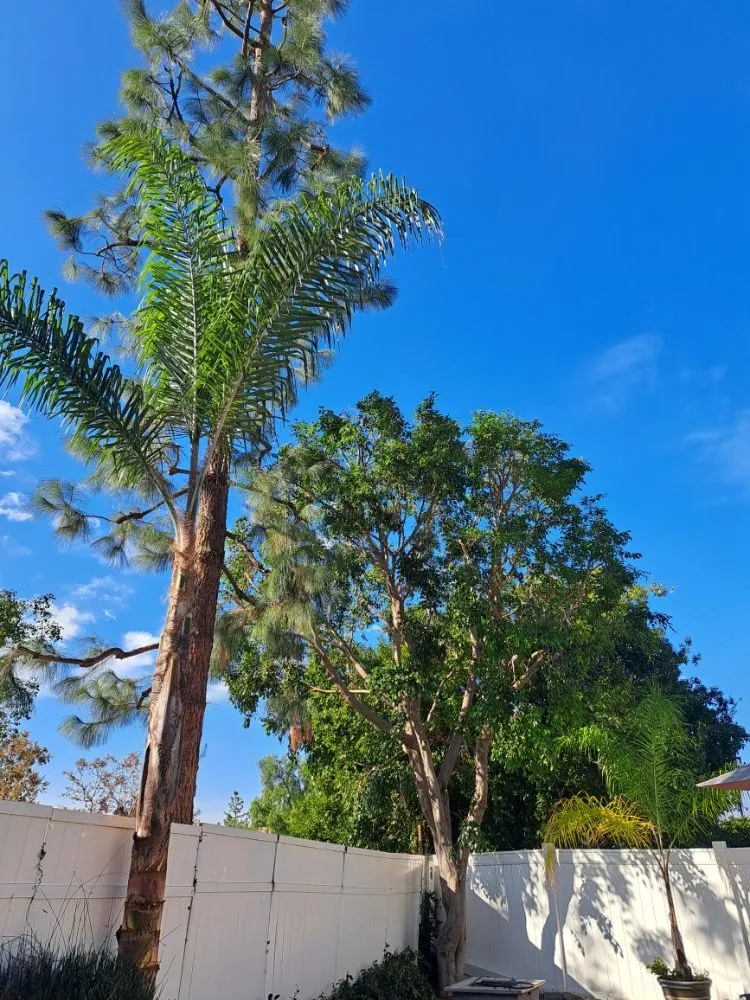 Expert landscape installation for residential properties in Covina, CA by Lucky 7 Tree Services
