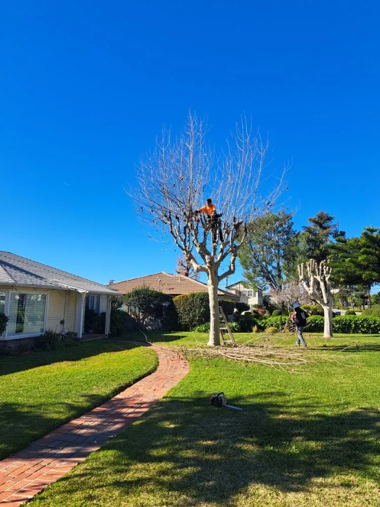 Top-rated garden landscaping for residential properties across Covina, CA - Lucky 7 Tree Services