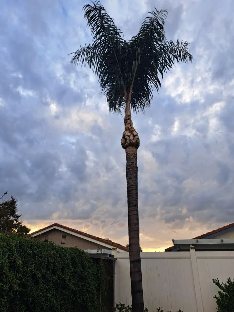 Top-rated yard maintenance in Covina, CA by Lucky 7 Tree Services