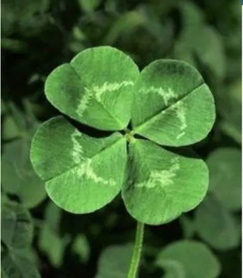 Lucky Grass Lawn Care Logo