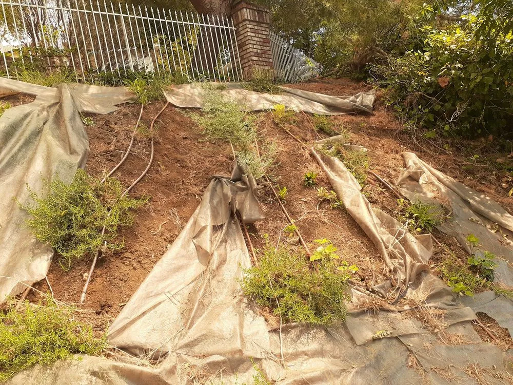 Professional yard cleanup service in Gilroy, CA by Lucky Landscape