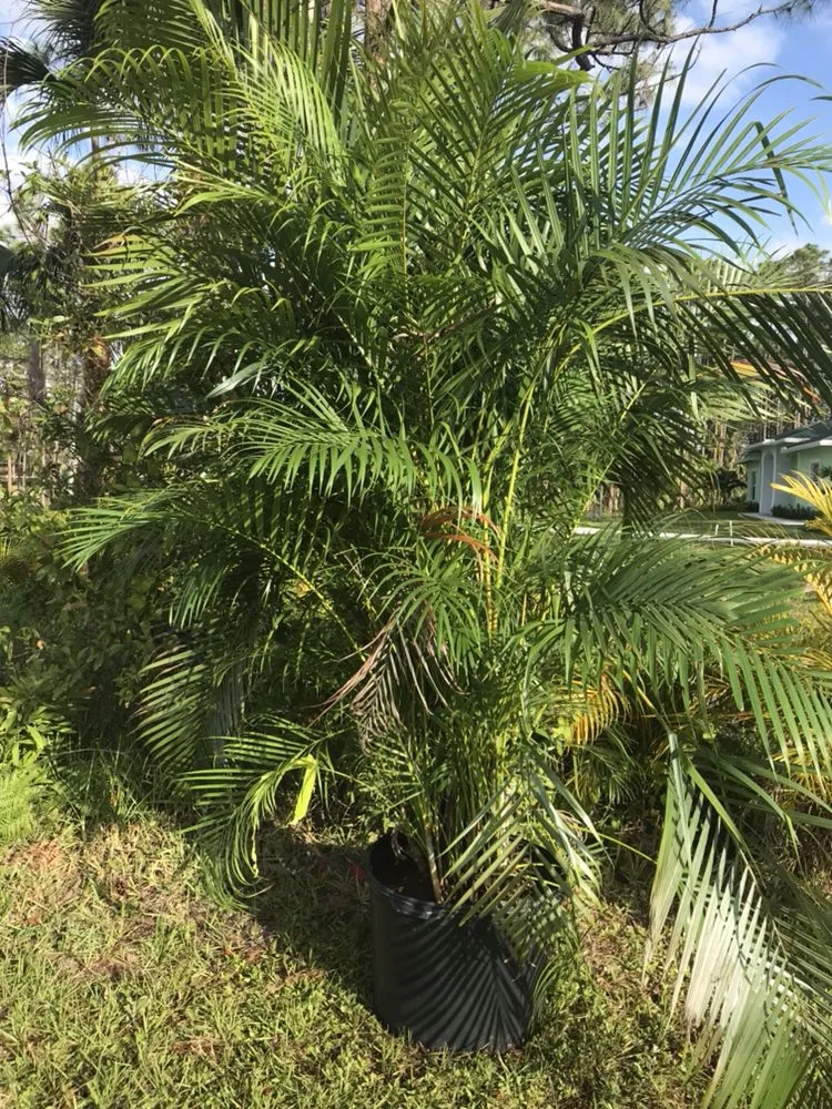 Expert landscape installation in Jupiter, FL by Lucky Landscaping