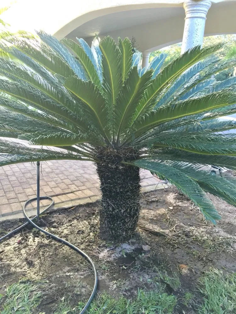 Affordable lawn care service in Jupiter, FL - Lucky Landscaping