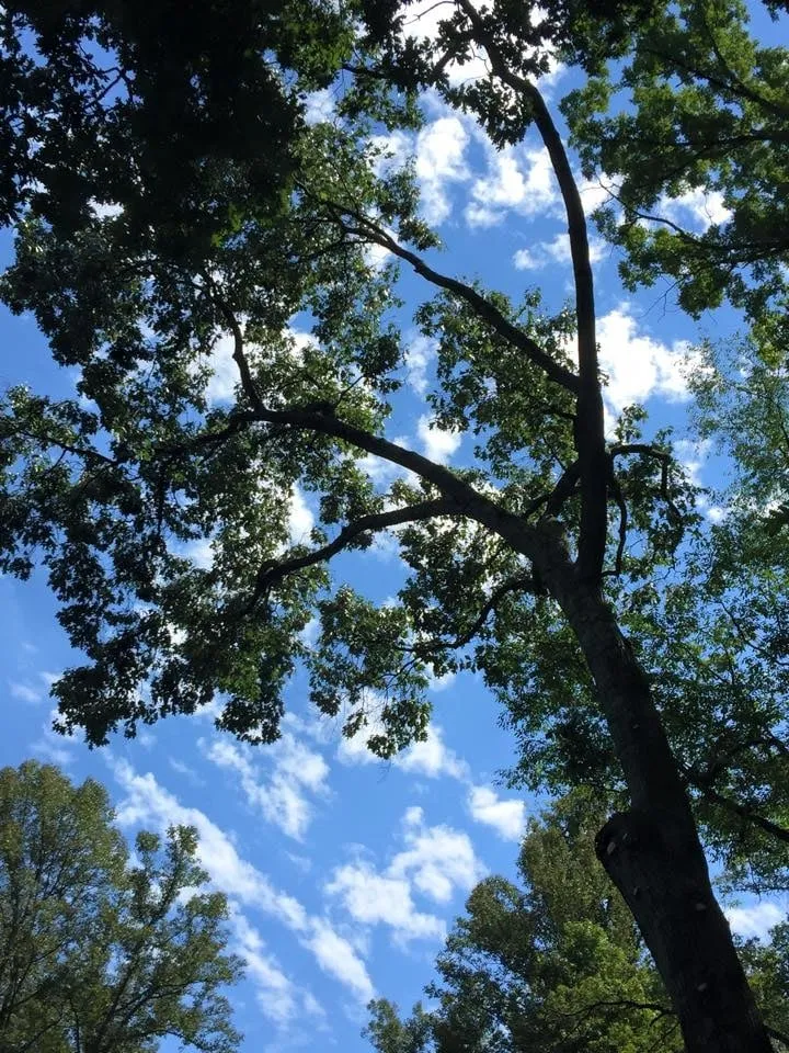 Trusted landscaping services for homes in Strasburg, OH by Lucky Lawn - Landscaping & Tree Service