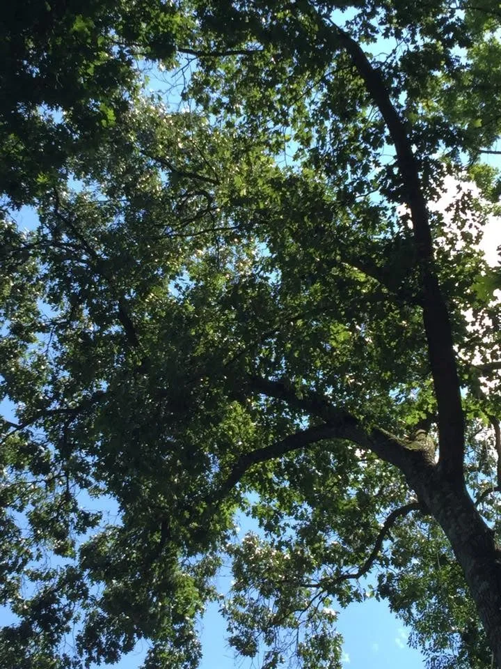 Professional garden landscaping near you across Strasburg, OH - Lucky Lawn - Landscaping & Tree Service