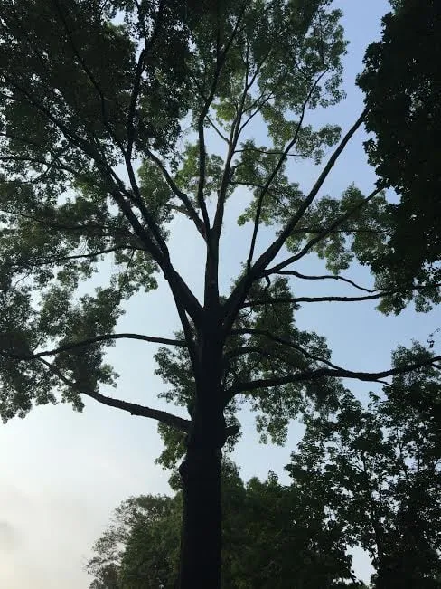 Trusted landscape design in Strasburg, OH - Lucky Lawn - Landscaping & Tree Service