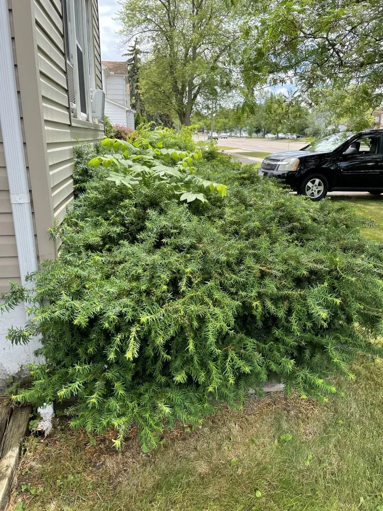 Affordable lawn mowing service in Depew, NY - Lucky Lawn Care Services