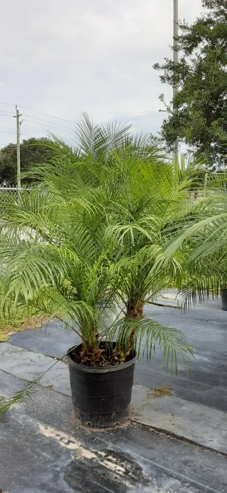 Top-rated outdoor landscaping in North Port, FL by Lucky Maple Landscaping