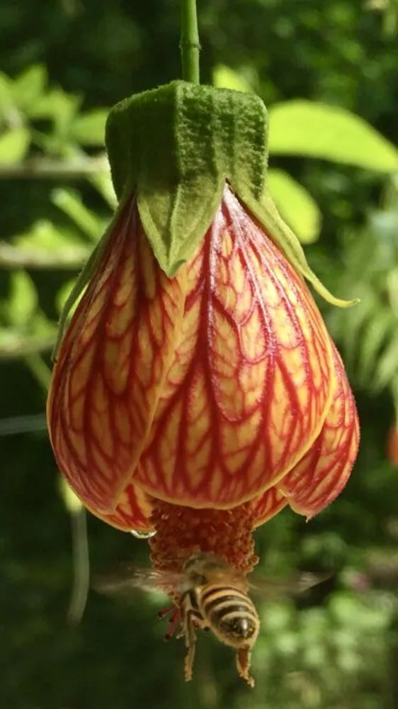 Reliable outdoor landscaping experts serving North Port, FL - Lucky Maple Landscaping