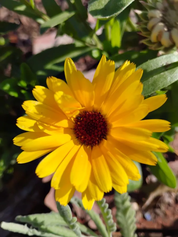 Top-rated lawn care service in Tulsa, OK - Lucky Permaculture