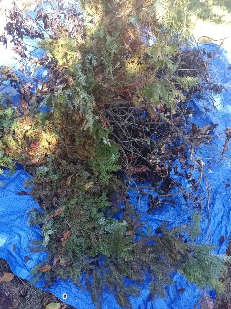 Top-rated landscaping services in Crescent City, CA by Lucky Sam's Lawn & Landscaping