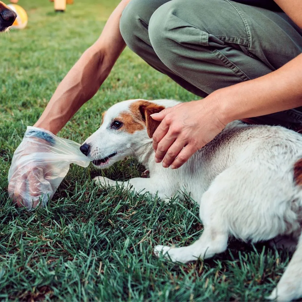 Trusted lawn care service in Durango, CO by Lucky Services