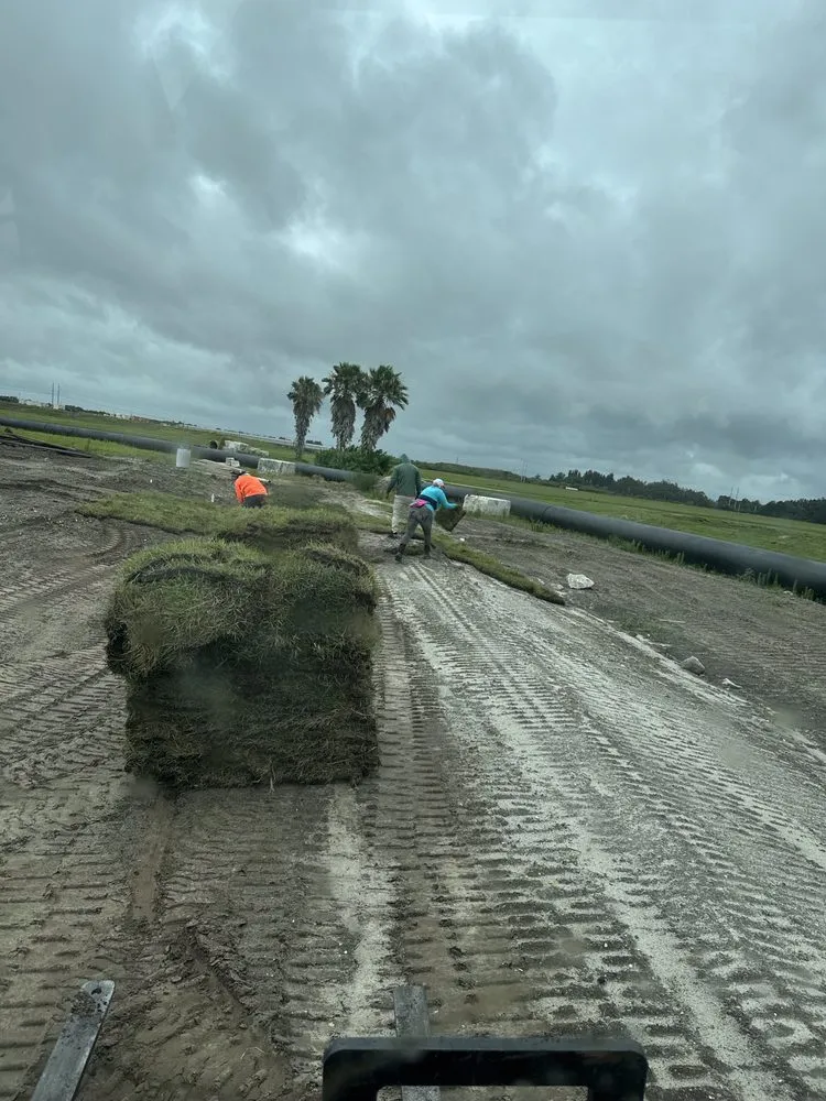 Professional lawn care service for beautiful yards across Sarasota, FL - Lucky Sod