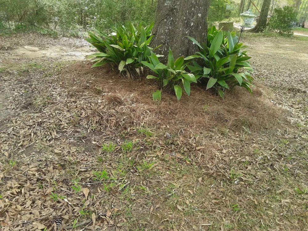 Affordable yard cleanup service experts serving Franklinton, LA - Lucky Stripes Lawn Service