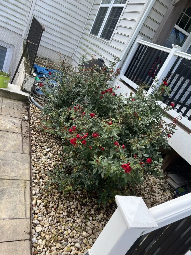 Reliable yard cleanup service experts serving Manassas, VA - Lucy Garden Care