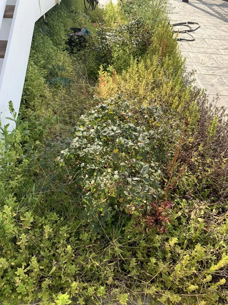 Expert landscaping services experts serving Manassas, VA - Lucy Garden Care