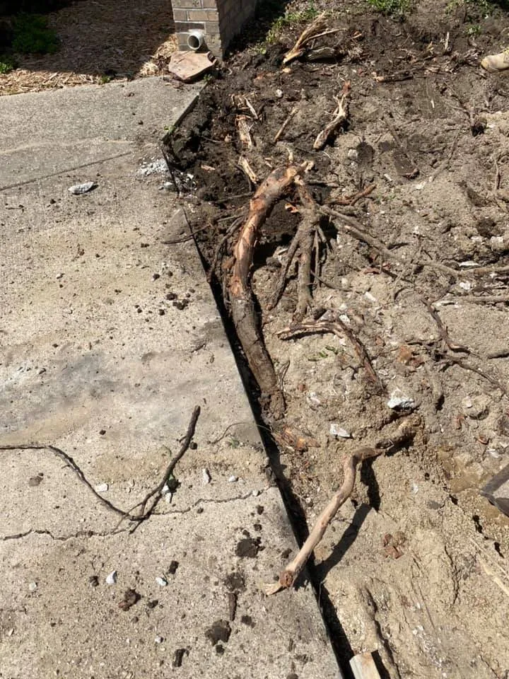 Professional garden landscaping experts serving Champaign, IL - Ludwig Bros