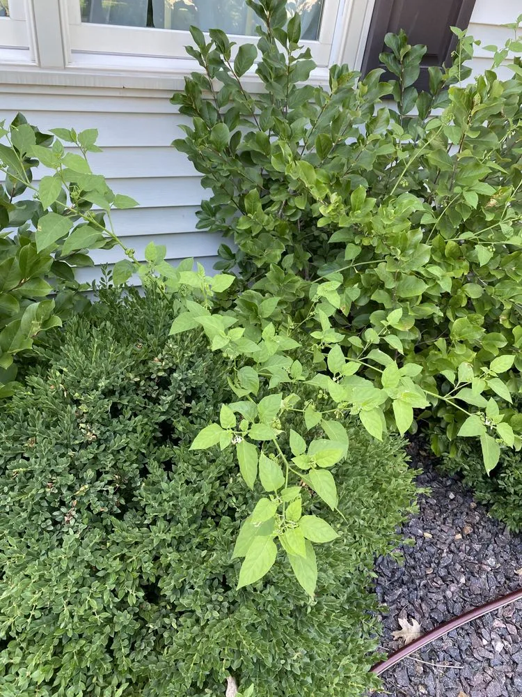 Custom landscape design near you across Champaign, IL - Ludwig Bros