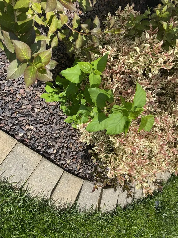 Expert lawn care service for outdoor upgrades in Champaign, IL by Ludwig Bros