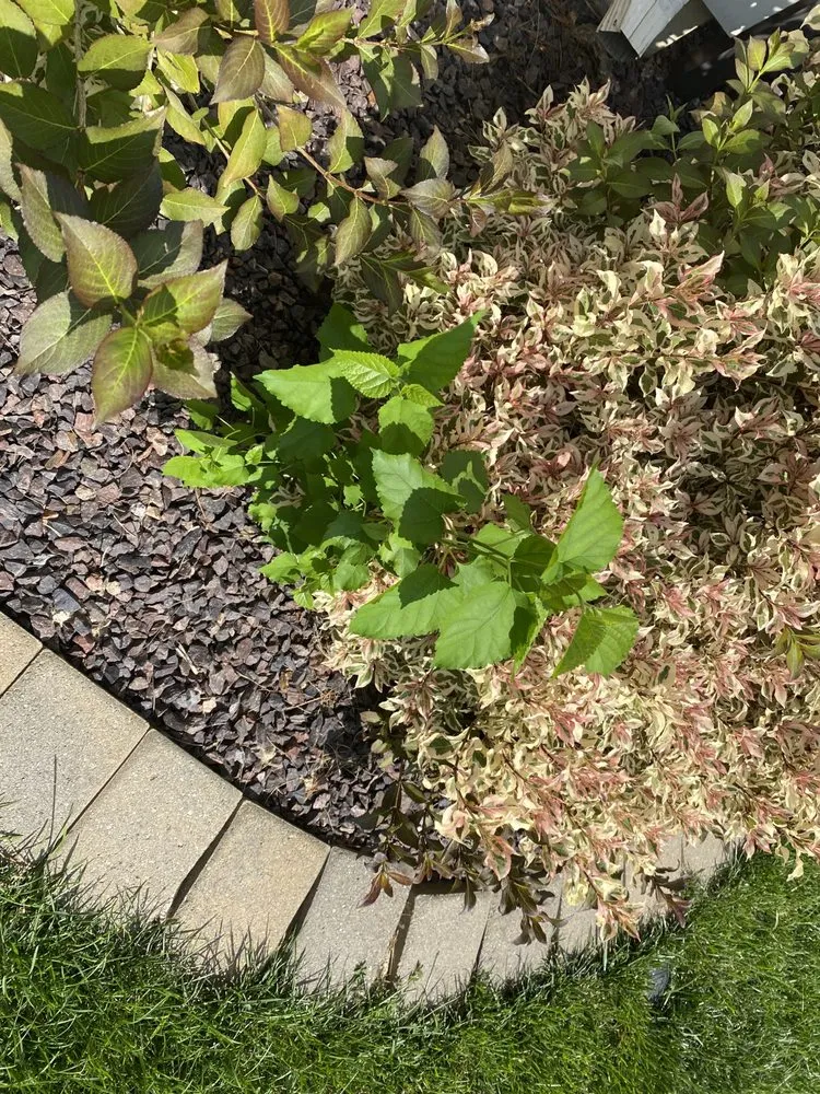 Custom landscape design in Champaign, IL - Ludwig Bros