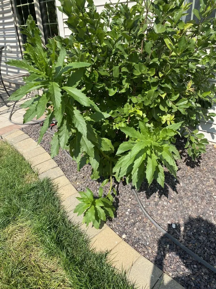 Affordable yard cleanup service with custom design in Champaign, IL by Ludwig Bros