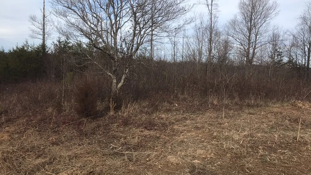 Expert yard cleanup service for residential properties across Olive Hill, KY - Ludwig Maintenance