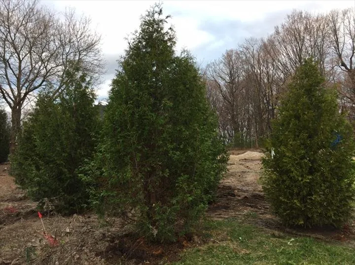 Reliable yard cleanup service in Cedarburg, WI by Lueder's Lawn Seeding & Trucking