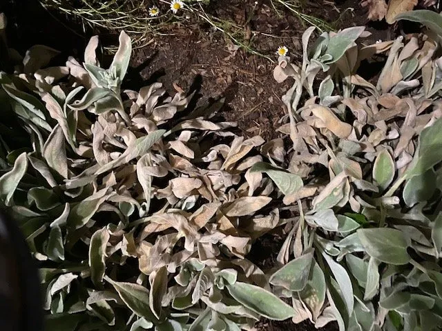 Reliable residential landscaping for year-round maintenance across Cedarburg, WI - Lueder's Lawn Seeding & Trucking