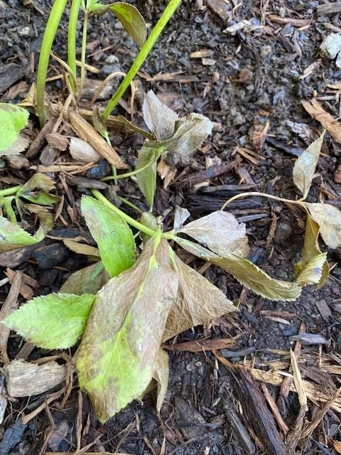 Professional outdoor landscaping for residential properties in Cedarburg, WI by Lueder's Lawn Seeding & Trucking