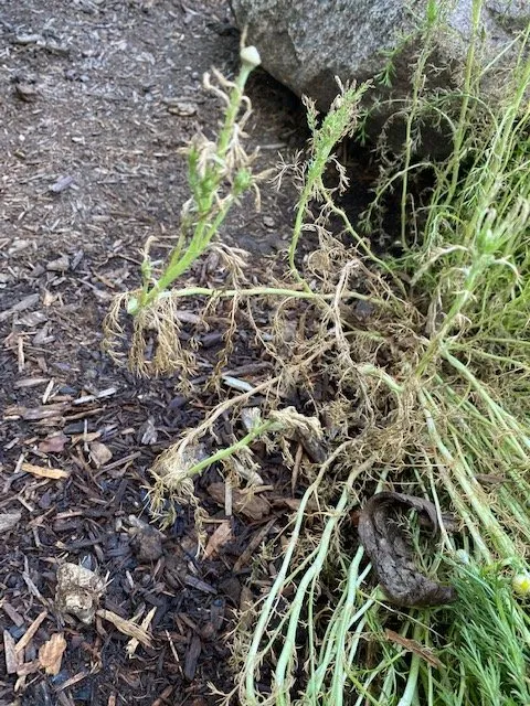 Custom yard cleanup service with custom design across Cedarburg, WI - Lueder's Lawn Seeding & Trucking
