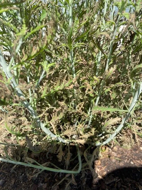 Expert outdoor landscaping for beautiful yards in Cedarburg, WI by Lueder's Lawn Seeding & Trucking