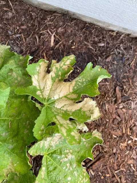 Trusted landscaping services in Cedarburg, WI by Lueder's Lawn Seeding & Trucking