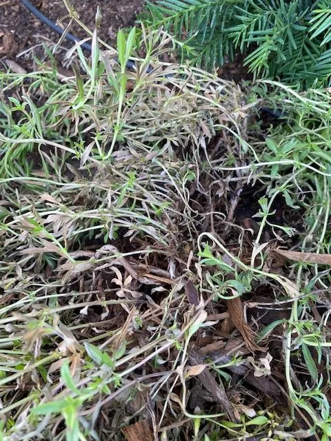 Professional yard cleanup service in Cedarburg, WI by Lueder's Lawn Seeding & Trucking