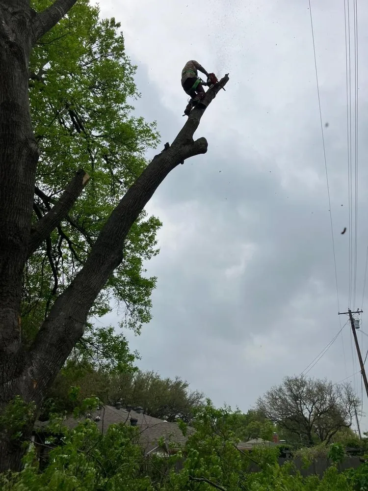 Affordable landscape installation experts serving Dallas, TX - Lugos Lawn Services