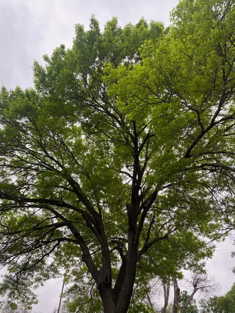 Affordable landscape design experts serving Dallas, TX - Lugos Lawn Services